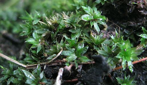 Bryum sp.