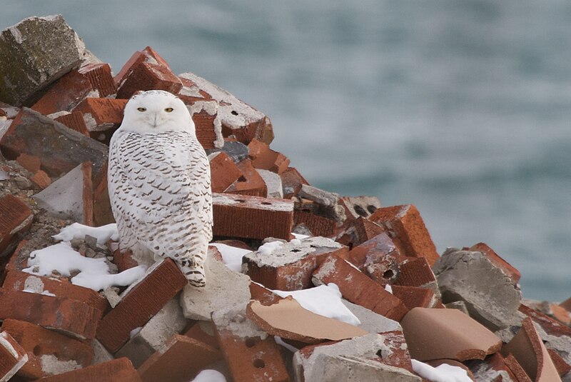 File:Bubo scandiacus Toronto 1.jpg