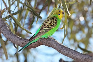 <span class="mw-page-title-main">Budgerigar</span> Small, long-tailed, seed-eating parakeet