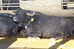 Thumbnail for Italian Mediterranean buffalo