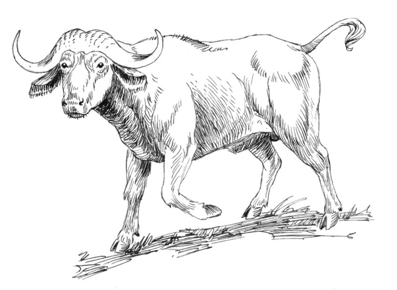 File:Buffalo (PSF).jpg