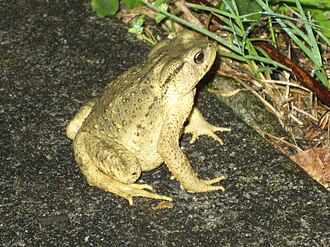 Bufo bankorensis, an endemic toad Bufo bankorensis Taroko Canyon Taiwan.jpg