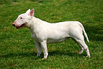 Bull Terrier R 02.jpg