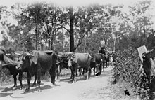 Bullock team at Cinnabar, circa 1900 Bullock team at Cinnabar in the Kilkivan district, circa 1900.jpg