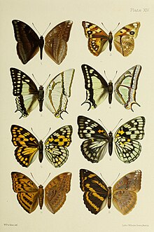 Çin, Japonya ve Corea'dan kelebekler (1892) (20322682728) .jpg