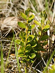 common boxwood (Buxus sempervirens)