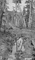 Cable lying in ditch and disappearing into spruce forest, Trocadero Bay, Alaska, May 27, 1924 (INDOCC 808).jpg