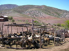 Goat husbandry is common through the Norte Chico region in Chile. Intensive goat husbandry in drylands may produce severe erosion and desertification. Image from upper Limari River Cabrasnortechico.JPG