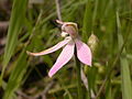 Caladenia carnea Australia - Canberra Black Mountain