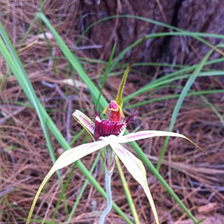 <i>Caladenia ensata</i> Species of orchid