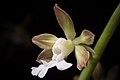 Calanthe discolor