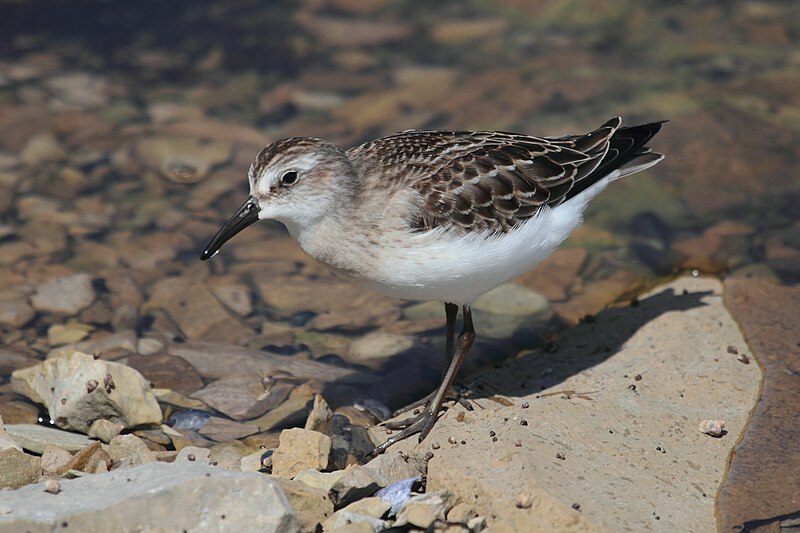 File:Calidris pusilla Quarry 02.jpg