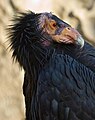 Image 19 California Condor Photo credit: Chuck Szmurlo The California Condor (Gymnogyps californianus) is a critically endangered species of North American bird in the New World vulture family Cathartidae. It has the largest wingspan of any bird found in North America and is one of the heaviest. The condor is a scavenger and eats large amounts of carrion. The California Condor is one of the world's rarest bird species. In 1987, all 22 remaining wild individuals were captured. Thanks to captive breeding, numbers rose, and beginning in 1991, they were reintroduced to the wild. As of March 2008, there are 297 condors known to be living including 146 in the wild. More selected pictures