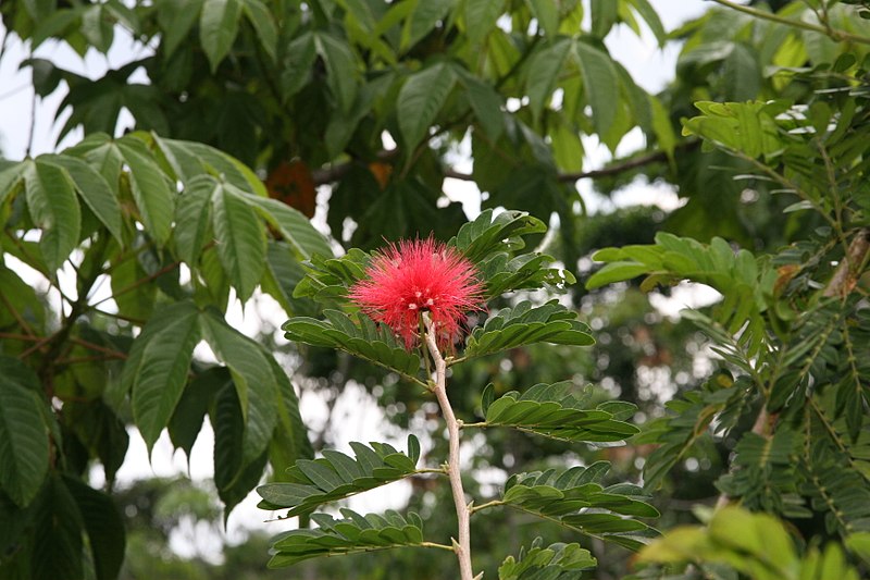 File:Calliandra haematocephala 23zz.jpg