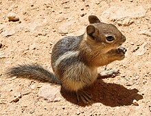 Side view, Bryce Canyon, Utah Callospermophilus lateralis Bryce Canyon.jpg