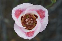 Calochortus venustus.jpg 