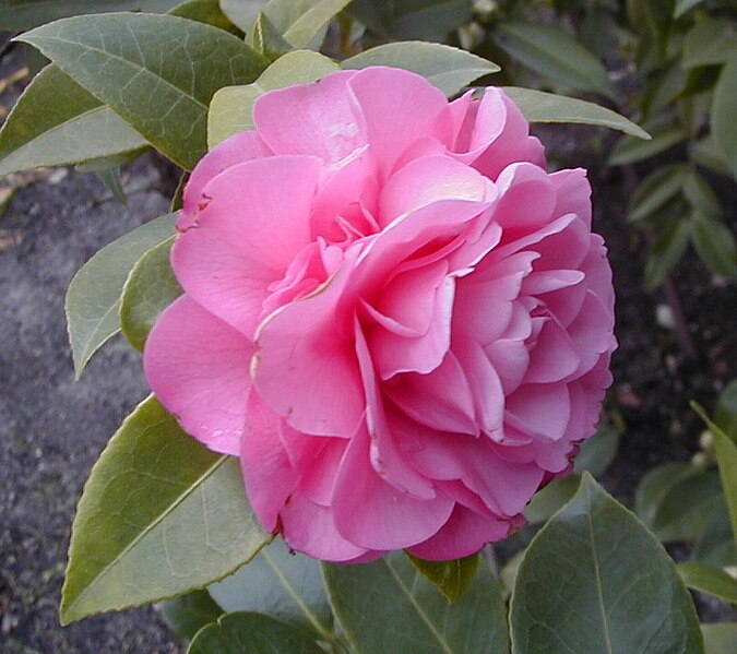 File:Camellia x williamsii 'Debbie'.jpg