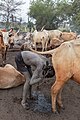 Campamento de ganado de la tribu Mundari, Terekeka, Sudán del Sur, 2024-01-29, DD 37