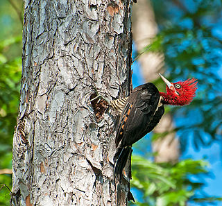 <span class="mw-page-title-main">Robust woodpecker</span> Species of bird