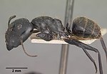 Miniatura para Camponotus arminius