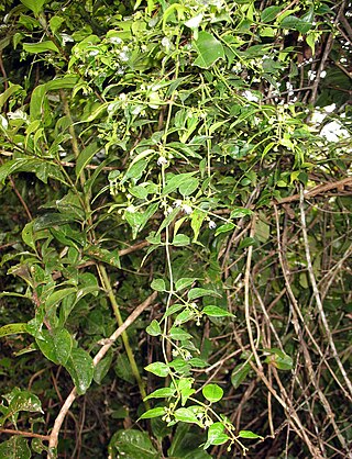 <i>Camptocarpus acuminatus</i> Species of flowering plant