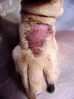 Lick granuloma on a dog's paw Canine lick granuloma.jpg