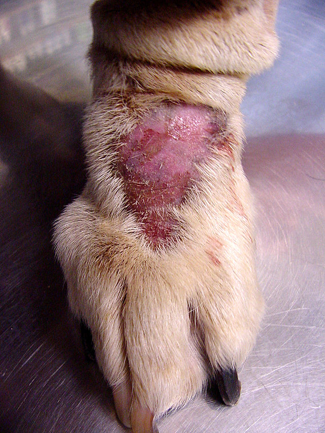 what causes open wounds on dogs