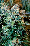 Planta de cannabis sativa em seu florescimento, com os tricomas visíveis.
