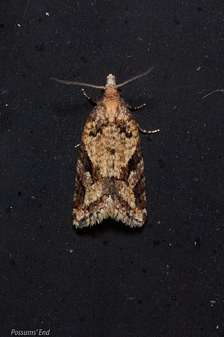 <i>Capua semiferana</i> Species of moth