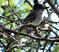 Caribbean Elaenia in Puerto Rico.jpg