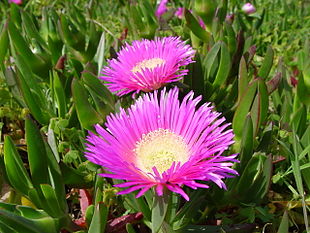 Hottentotfigen (Carpobrotus edulis).