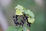 Miniatuur voor Bestand:Cassis en fruit à Saint-Antoine l'Abbaye, juin 2022.jpg