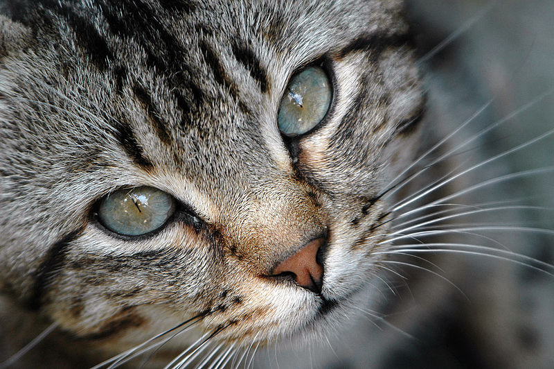 File:Cat close-up 2004 b.jpg