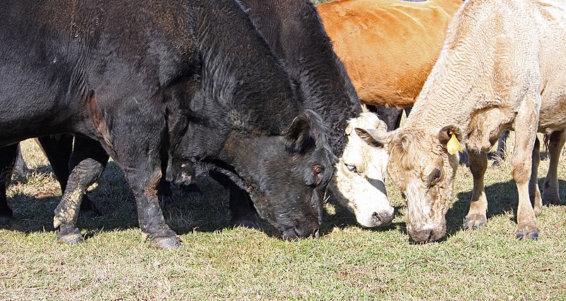 File:Cattle Eating Grass.jpg