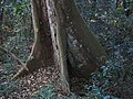 Trunk, Pigeon Valley, Durban, South Africa