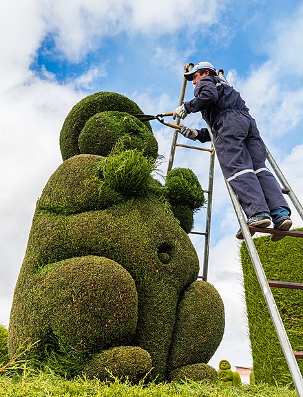 A gardener maintaining topiary in Tulcán, Ecuador