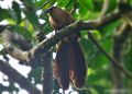 Bay coucal