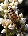 Ett östasiatiskt bi (en art i släktet honungsbin)