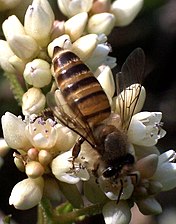 Eastern honey bee (A. cerana) in Hong Kong