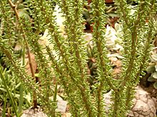 Detail of the distinctive leaves Ceraria namaquensis 03 ies.jpg