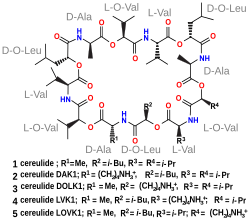 Structuurformule van cereulide