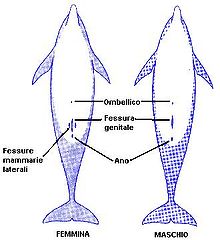 Disposizione delle fessure genitali e mammarie in Tursiops truncatus.