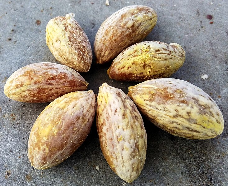 File:Ceylon-olive (Elaeocarpus serratus) seeds.jpg