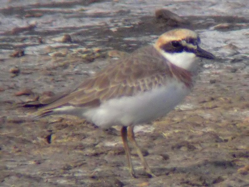 File:Charadrius leschenaultii.jpg