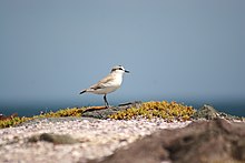 Charadrius marginatus.jpg