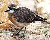 Charadrius pecuarius.jpg