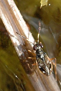 Saldoidini tribe of insects