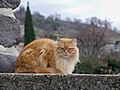 * Nomination Cat in Alissas (Ardèche, France). --Kakoula10 12:18, 24 January 2024 (UTC) * Promotion  Support Good quality. --Plozessor 14:09, 24 January 2024 (UTC)