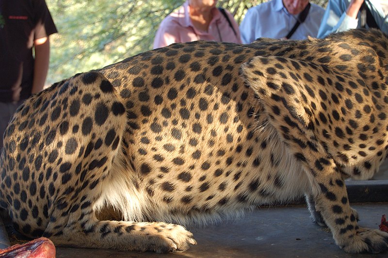 File:Cheetha Feeding at Farm, Namibia (3165836447).jpg