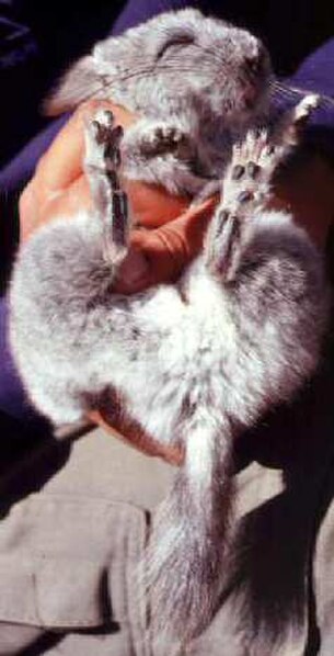 A short-tailed chinchilla, classified as "Endangered" by the IUCN, in Chile in 2007